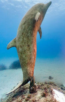 Statues Underwater Art Cancun Musa Ocean Find Gps Locations tmb1