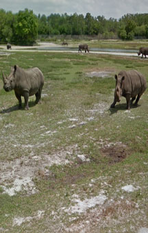 Florida Drive through Safari Lion Country Safari Tour Locations tmb18
