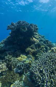 Apo Island Reef Philippines Ocean tmb1