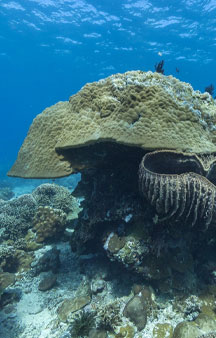 Apo Island Reef Philippines Ocean tmb2
