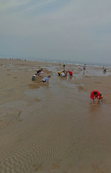 Clam Mussel Digging Annual Summer VR Event Taiwan Beach Kinmen Island tmb1