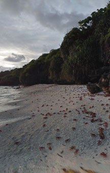 Crab Island Christmas Island Australia Tour Locations tmb10