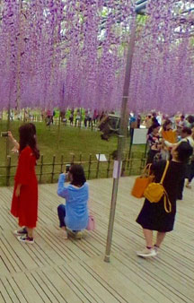 Flower Park Cherry Blossoms Japan Scenery Places 7