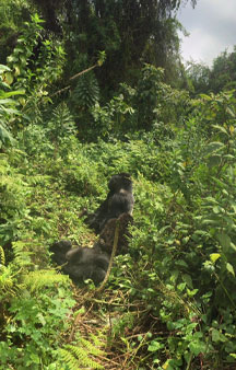 Gorillas Rwanda Mountains Travel tmb1
