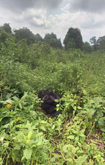 Gorillas Rwanda Mountains Travel tmb3
