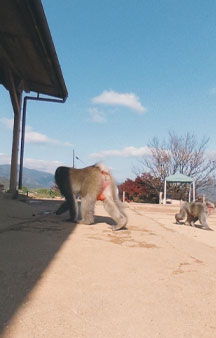Japanese Monkey Park Tourism VR Map tmb4