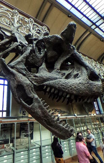 Natural History Dinosaur Museum Paris Educational VR 360 s tmb10