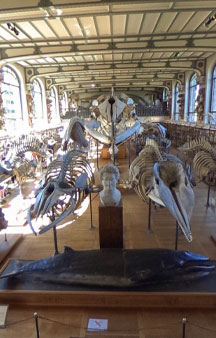 Natural History Dinosaur Museum Paris Educational VR 360 s tmb12