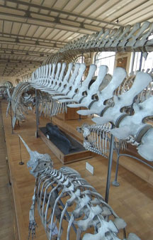Natural History Dinosaur Museum Paris Educational VR 360 s tmb13