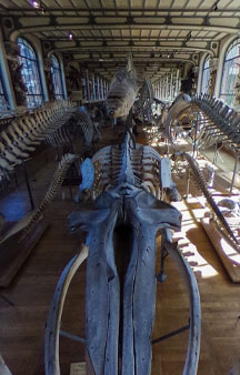 Natural History Dinosaur Museum Paris Educational VR 360 s tmb14