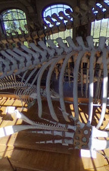 Natural History Dinosaur Museum Paris Educational VR 360 s tmb15