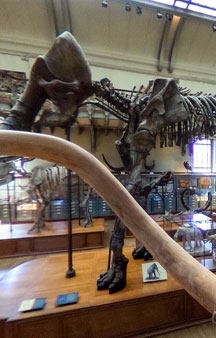 Natural History Dinosaur Museum Paris Educational VR 360 s tmb17