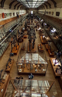 Natural History Dinosaur Museum Paris Educational VR 360 s tmb19