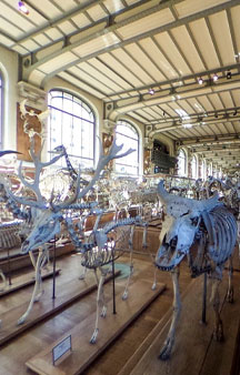 Natural History Dinosaur Museum Paris Educational VR 360 s tmb20