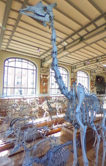 Natural History Dinosaur Museum Paris Educational VR 360 s tmb21
