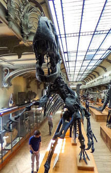 Natural History Dinosaur Museum Paris Educational VR 360 s tmb5