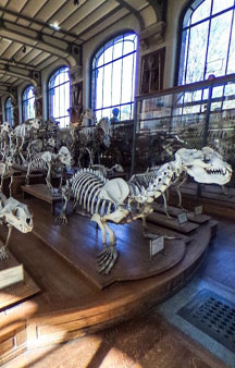 Natural History Dinosaur Museum Paris Educational VR 360 s tmb6