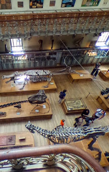Natural History Dinosaur Museum Paris Educational VR 360 s tmb7