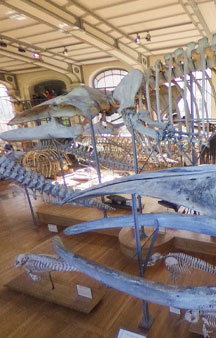 Natural History Dinosaur Museum Paris Educational VR 360 s tmb9
