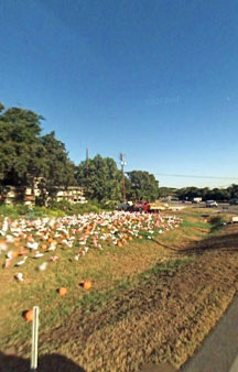 Plastic Flamingo Hat Creek Sanctuary VR Texas tmb10