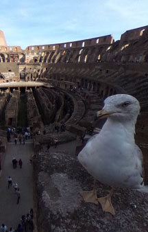 Rome Colosseum tmb16