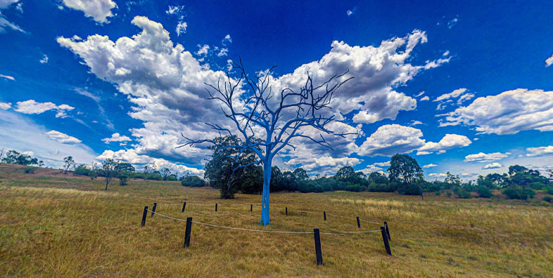 The Blue Tree Australia Mystery