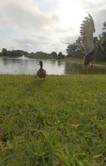The Duck Experience Vr Panorama Wildlife tmb4