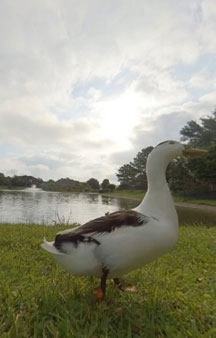 The Duck Experience Vr Panorama Wildlife tmb5