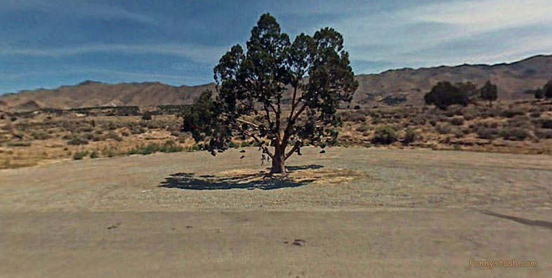 Tree Of Shoes California Weird Strange 360 VR Locations 1