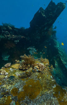 US Liberty Wreck Ship 1942 Torpedoed Japanese Tulamben Ocean VR tmb12