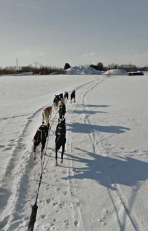 Dog Sledding In Hokkaido Japan Tours tmb21