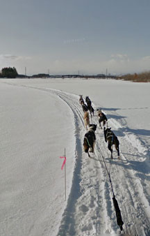 Dog Sledding In Hokkaido Japan Tours tmb7