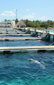 Dolphins Mexico Cozumel Ocean Tour tmb1
