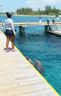 Dolphins Mexico Cozumel Ocean Tour tmb2