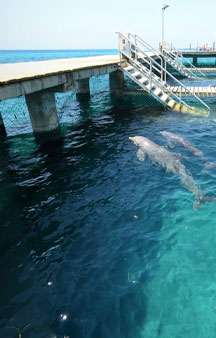 Dolphins Mexico Cozumel Ocean Tour tmb4