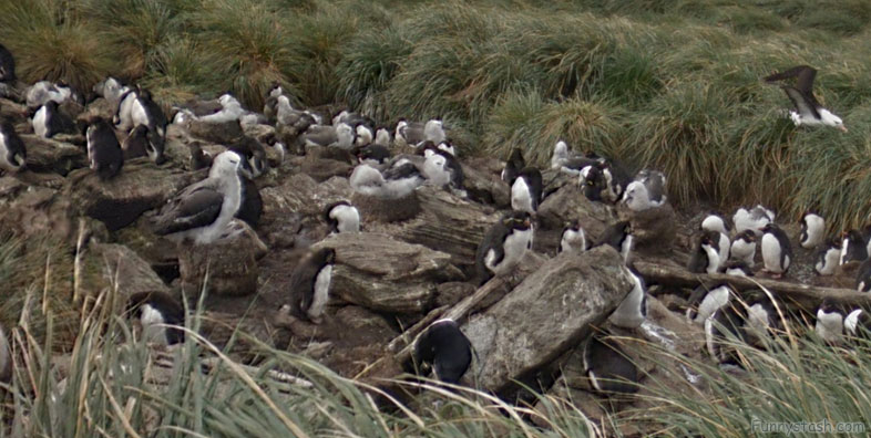 Falklands West Point Island Scenery-2