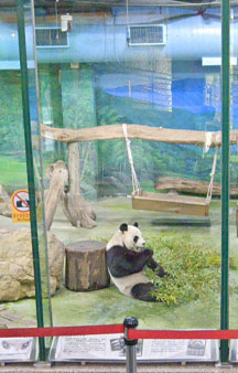 Taipei Zoo Giant Panda House Tourism Directions tmb16