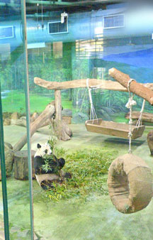 Taipei Zoo Giant Panda House Tourism Directions tmb17