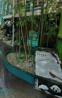 Taipei Zoo Giant Panda House Tourism Directions tmb19