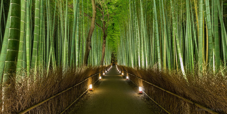 Bamboo Forest Arashiyama Japan Vr Gps 360 Tourism 2