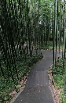 Bamboo Forest Arashiyama Japan Vr Gps 360 Tourism tmb16