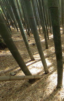 Bamboo Forest Arashiyama Japan Vr Gps 360 Tourism tmb18