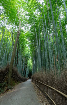 Bamboo Forest Arashiyama Japan Vr Gps 360 Tourism tmb20