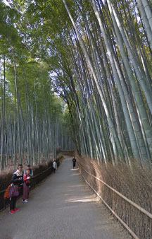 Bamboo Forest Arashiyama Japan Vr Gps 360 Tourism tmb5