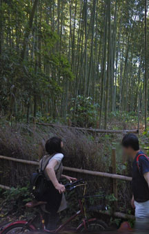 Bamboo Forest Arashiyama Japan Vr Gps 360 Tourism tmb7