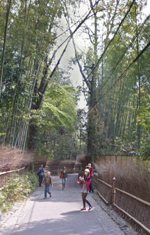 Bamboo Forest Arashiyama Japan Vr Gps 360 Tourism tmb8