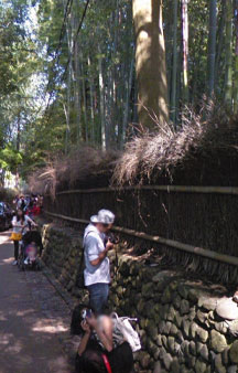 Bamboo Forest Arashiyama Japan Vr Gps 360 Tourism tmb9