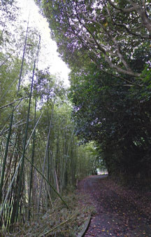 Cat Island Tashirojima 2015 VR Japan Bamboo Forest tmb13