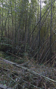 Cat Island Tashirojima 2015 VR Japan Bamboo Forest tmb15