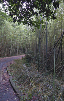 Cat Island Tashirojima 2015 VR Japan Bamboo Forest tmb16